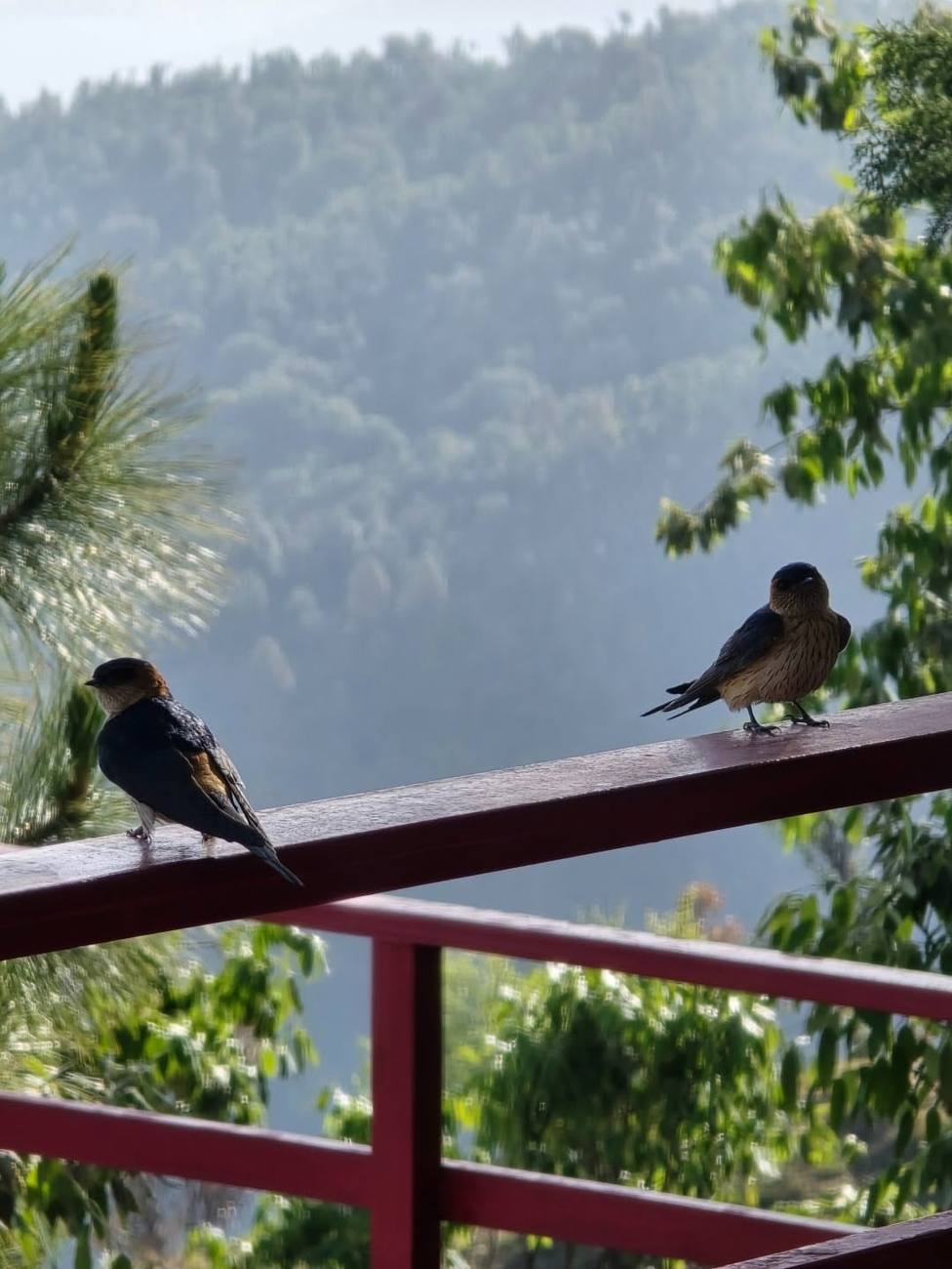 Two Himalayan swallow birds resting on Himtattva's terrace railing