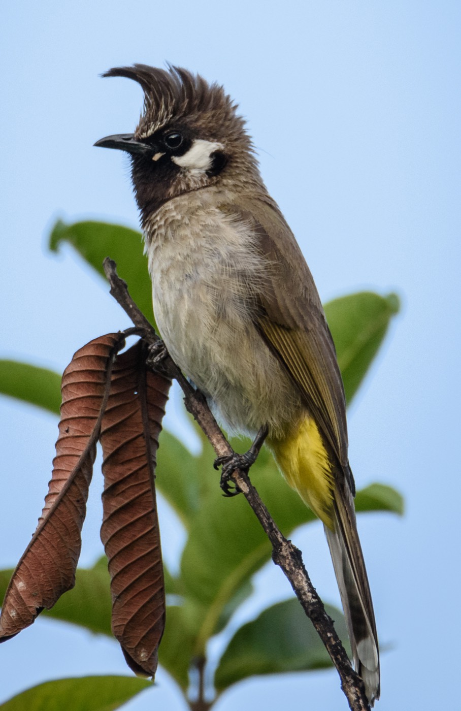 Himalayan bulbul (white-cheeked bulbul) perched on a branch