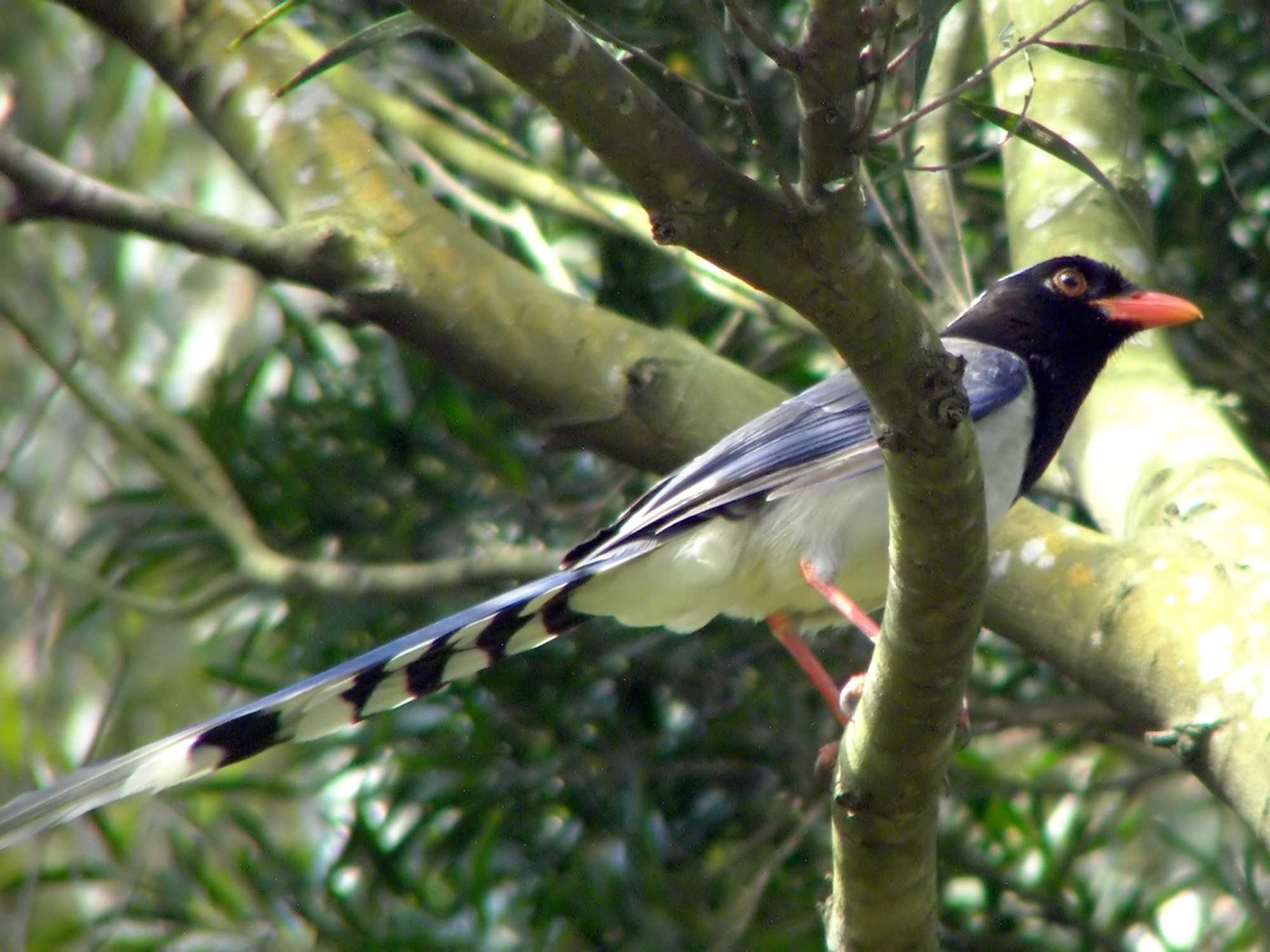 Red-billed blue magpie with a long tail, perched among branches