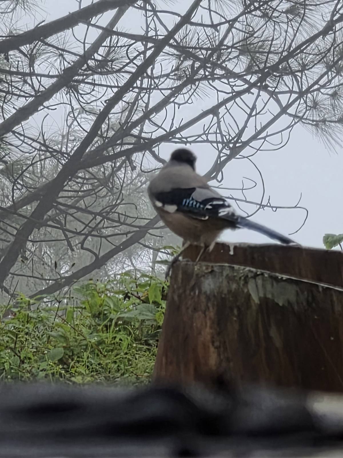 Close-up of a long-tailed Himalayan bird perched on a wooden post in the mist