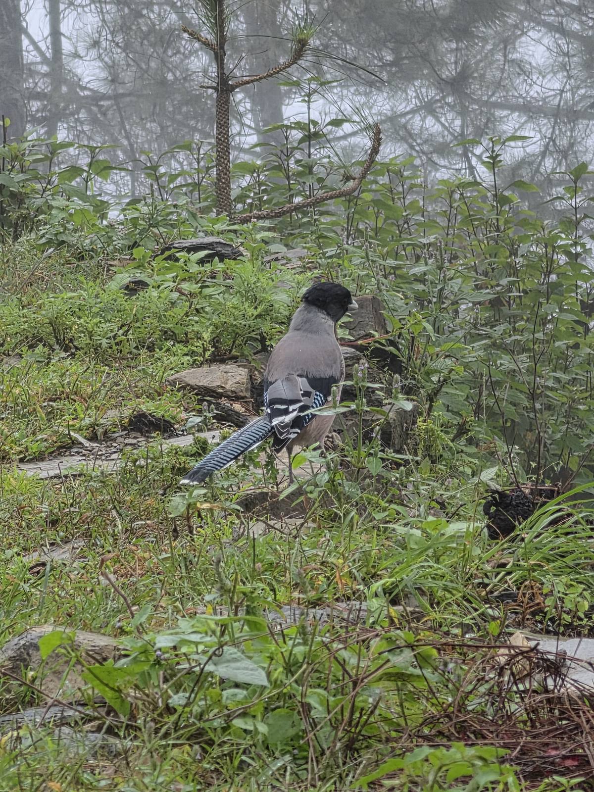 A long-tailed Himalayan bird perched among foliage in foggy pine forest